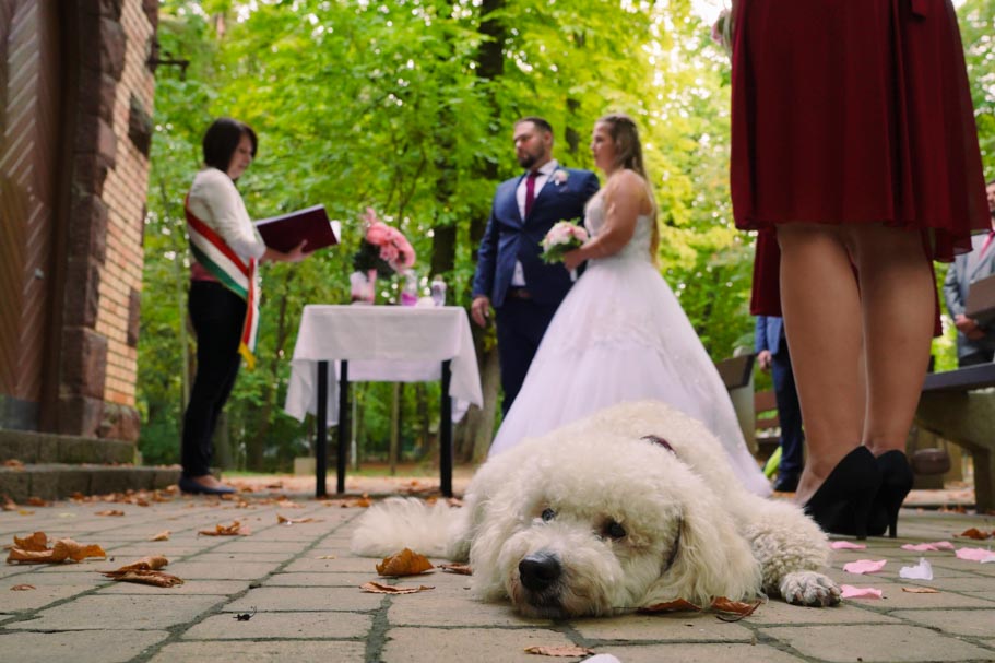 Esküvő Kutyával